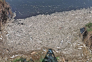 બાવળાના કલ્યાણગઢ તળાવમાં ફરી હજારો માછલીઓના મોત | Thousands of fish die again in Kalyangarh lake in …