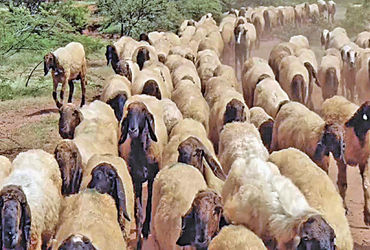 વઢવાણ તાલુકાના 5 ગામમાં માલઢોર માટે પાણીની ગંભીર સમસ્યા | Serious problem of water for livestock in …