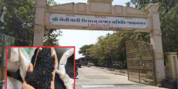 જામનગરના હાપા માર્કેટિંગ યાર્ડમાં આજે નવી કલોંજીની 10 મણની આવક થઈ : મુહૂર્તના સોદામાં 20 કિલોનો 4,15…