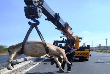 મેસ્કોટ ઇન્ડસ્ટ્રીયલ પાર્ક નજીક કારની ટક્કરથી 4 ગાયના મોત | 4 cows killed in car collision near Masc…