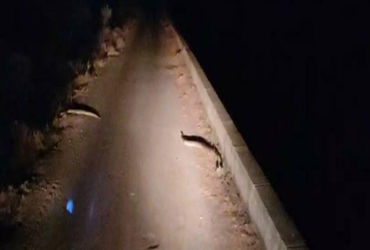 લખતરના કડુ નજીક નર્મદા કેનાલ પાસે ફરી 2 અજગર દેખાયા | Two pythons were spotted again near Narmada Ca…