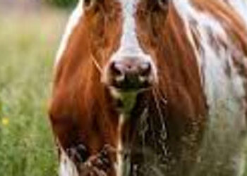 ગાયોના ટોળાએ હુમલો કરતા ૯ વર્ષનો બાળક ઘાયલ | 9 year old boy injured after being attacked by herd of …