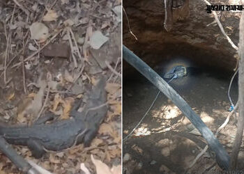 VIDEO: ખાંભાના બોરાળા ગામે કૂવામાં ખાબકેલા મગરનું વનવિભાગે કર્યું રેસ્ક્યુ, નજીકની નદીમાં છોડવામાં આ…