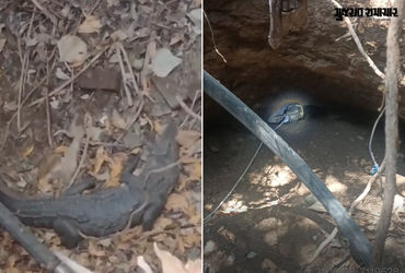 VIDEO: ખાંભાના બોરાળા ગામે કૂવામાં ખાબકેલા મગરનું વનવિભાગે કર્યું રેસ્ક્યુ, નજીકની નદીમાં છોડવામાં આ…