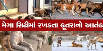ભાવનગરમાં શ્વાનનો ત્રાસ યથાવત, 12 માસમાં 17,628 લોકોને કરડતા ગભરાટ | Dog harassment continues in Bha…