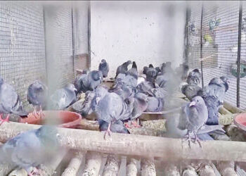 ઝાલાવાડમાં ઉનાળાના પ્રારંભે તાપમાનનો પારો 36 ડિગ્રીએ પહોંચ્યો