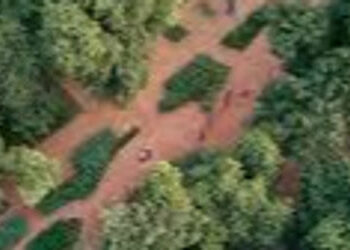 શહેરીજનોની દીર્ઘ દ્રષ્ટિના કારણે અમદાવાદમાં ૧૧૩ વર્ષથી આંબલી, ૯૧ વર્ષથી શમીનું વૃક્ષ હજુ અડીખમ | Due…