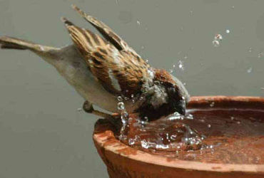 જામનગરમાં નવાનગર નેચર ક્લબ અને વન વિભાગ દ્વારા ‘વિશ્વ ચકલી દિવસ’ની ભવ્ય ઉજવણી | ‘World Sparrow Day’ …