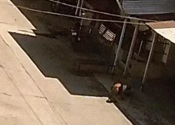 છોટા ઉદેપુરમાં હડકાયા શ્વાનનો આતંક, ઇન્દ્રાલ અને સોનગીર ગામમાં 6 લોકોને બચકા ભર્યા | Rabid Dog Attac…