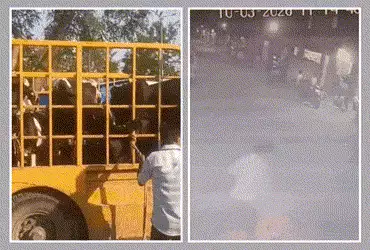 અમદાવાદ: નરોડામાં રખડતા ઢોર પકડવા ગયેલી ટીમ પર હુમલો, અજાણ્યા શખસોની દાદાગીરી CCTVમાં કેદ | Attack o…