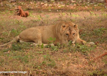 ગીર સોમનાથના જંગલમાં મધ પાડવા જવું ભારે પડ્યું, સિંહણે જીવલેણ હુમલો કરતા યુવકને હોસ્પિટલ ખસેડાયો | L…