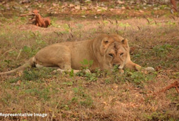 ગીર સોમનાથના જંગલમાં મધ પાડવા જવું ભારે પડ્યું, સિંહણે જીવલેણ હુમલો કરતા યુવકને હોસ્પિટલ ખસેડાયો | L…