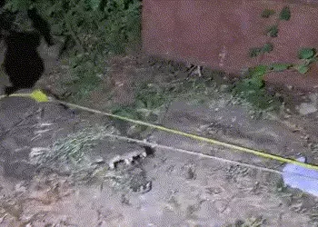 એમએસ યુનિવર્સિટીમાં 9 ફૂટના મહાકાય મગરની એન્ટ્રી, ભારે જહેમત બાદ રેસ્ક્યુ | 9 foot giant crocodile e…