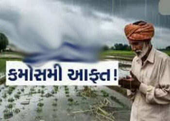 સુરેન્દ્રનગરમાં 3 દિવસ કમોસમી વરસાદના યલો એલર્ટથી ખેડૂતો ચિંતિત | Farmers worried over yellow alert …