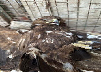 લખતરના ભાથરીયાની સીમમાં દુર્લભ નેપાળી ગરૃડ ઇજાગ્રસ્ત મળ્યું | Rare Nepali eagle found injured in Bha…