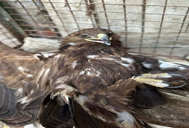 લખતરના ભાથરીયાની સીમમાં દુર્લભ નેપાળી ગરૃડ ઇજાગ્રસ્ત મળ્યું | Rare Nepali eagle found injured in Bha…