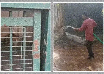 અમદાવાદ: કાંકરિયા પ્રાણી સંગ્રહાલયમાં ‘સમર સ્પેશિયલ’ વ્યવસ્થા, ગરમીથી બચાવવા પિંજરામાં કુલર અને ખાસ …