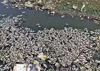 ધ્રાંગધ્રાની ફલકુ નદીમાં હજારોની સંખ્યામાં મૃત માછલીઓ મળી | Thousands of dead fish found in Dhrangad…