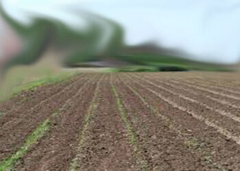 ધ્રાંગધ્રામાં અંધારામાં રાખી 4 શખ્સે ખેડૂત પાસેથી જમીન પડાવી લીધી | 4 men snatched land from farmer …