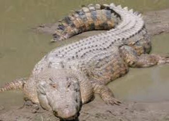 વડોદરામાં 20 દિવસમાં 3 મગરના મોતઃ14 ફૂટના 500 કિલોના મગરનો મૃતદેહ ક્રેન વડે કાઢ્યો | deadbody of 14 …