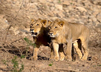 ગીરના રાજાની નાઈટ શિફ્ટ : ઉનાળાની ગરમીમાં સિંહોએ બદલ્યું ડેઈલી રૂટીન | Night shift of the King of Gi…