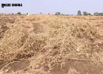 સુરેન્દ્રનગર પર આકાશી આફત: રણમાં અગરિયાઓના ઝુંપડા ઉડ્યા, ખેતરોમાં સોના જેવો પાક જમીનદોસ્ત, જગતનો તાત…