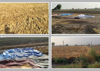 અમરેલીના બગસરામાં 4 ઈંચ જેટલો વરસાદ ખાબક્યો, લુધિયા ગામમાં તૈયાર પાક નાશ પામ્યો | Unseasonal Rain Hi…