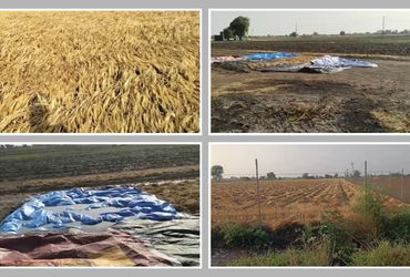 અમરેલીના બગસરામાં 4 ઈંચ જેટલો વરસાદ ખાબક્યો, લુધિયા ગામમાં તૈયાર પાક નાશ પામ્યો | Unseasonal Rain Hi…