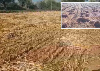 સાબરકાંઠા: હિંમતનગર સહિતના પંથકમાં માવઠાનો માર, ઘઉંનો તૈયાર પાક પલળતા ખેડૂતોના મોઢે આવેલો કોળિયો છીન…