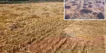 સાબરકાંઠા: હિંમતનગર સહિતના પંથકમાં માવઠાનો માર, ઘઉંનો તૈયાર પાક પલળતા ખેડૂતોના મોઢે આવેલો કોળિયો છીન…
