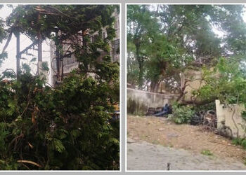 જામનગર: કમોસમી વરસાદમાં વીજળી પડતા માલધારીનું મોત, વાવાઝોડામાં અનેક વૃક્ષો પણ ધરાશાયી | Unseasonal R…