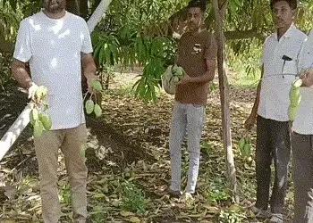 અમરેલીમાં ભારે પવન અને વરસાદને કારણે કેરીઓ ખરી પડી, સેજળ ગામે બાગાયતી પાકને ભારે નુકસાન | Unseasonal…