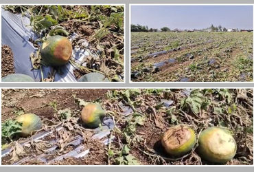 સુરેન્દ્રનગર: મિનિ વાવાઝોડા અને માવઠાથી સાયલામાં તરબૂચની ખેતીમાં ભારે નુકસાન, મહેનત પર ફરી વળ્યું પા…