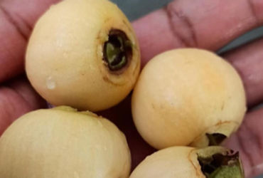 વડોદરામાં 141 વર્ષ પછી ગુલાબજાંબુના વૃક્ષની વાપસી | rose apple plant back in vadodara after 141 year…