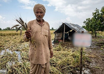 ગુજરાતના ખેડૂતોને આર્થિક ફટકો: ઘઉં-ચણાના પાકને નુકસાન, કેસર કેરીને પણ ખતરો | Gujarat Farmers Hit Har…