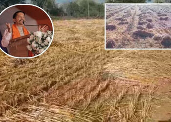 ‘નુકસાનીનો સર્વે કરવાના આદેશ અપાયા, રિપોર્ટ બાદ સરકાર નિર્ણય લેશે’, માવઠાના કારણે પાક નુકસાન મુદ્દે …