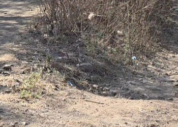 સંખેડાના ભાજપના ધારાસભ્યનો જાહેરમાં બફાટ આદિવાસીઓને કહ્યું, તમે ટેકરા પર રહો છો, અમારો તેમાં કોઇ વાં…