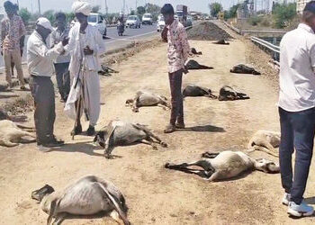 સાણંદ- વિરમગામ હાઇવે પર વિરોચનગર પાસે ખાડામાં પાણી પીદ્યા બાદ 35 ઘેટાંનાં ટપોટપ મોત | 35 sheep die a…