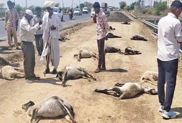 સાણંદ- વિરમગામ હાઇવે પર વિરોચનગર પાસે ખાડામાં પાણી પીદ્યા બાદ 35 ઘેટાંનાં ટપોટપ મોત | 35 sheep die a…