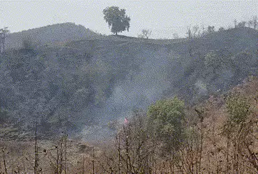 નસવાડી: નારધાના જંગલોમાં ભીષણ આગ, હજારો વૃક્ષો બળીને ખાખ, વન વિભાગની નિષ્ક્રિયતા સામે રોષ | Naswadi …