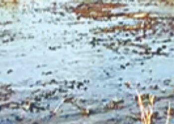 સાંકરદા-ભાદરવારોડ પર આવેલ રાણીયા ગામની સીમમાં ખેતરમાં ઝેરી કેમિકલ રાત્રે ઠલવાતા રોષ | Outrage as tox…