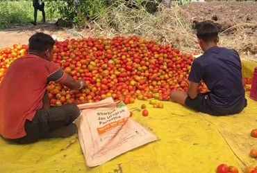 ટામેટાંના ભાવ તળિયે: છોટા ઉદેપુરના ખેડૂતો 6 રૂપિયે કિલો વેચવા મજબૂર, દેવું વધતા ચિંતા | chhotaudepur…