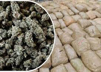 ધ્રાંગધ્રા હાઇવે પર ટ્રકમાંથી 4.90 લાખનો સૂકો ગાંજો ઝડપી પાડયો | Dried marijuana worth Rs 4 90 lakh …