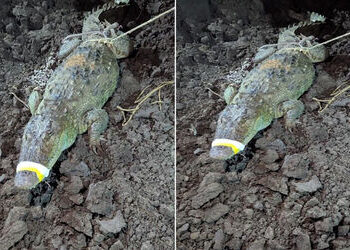 વડોદરામાં મકરપુરાની ગોકુલ રેસીડેન્સીમાં ફરી 9 ફૂટનો મગર આવી ગયો, વોક માટે નીકળેલા રહીશોમાં નાસભાગ | …