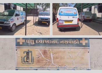 છોટા ઉદેપુર: સરકારી ઉદાસીનતાને કારણે 20 પશુ એમ્બ્યુલન્સ 8 મહિનાથી ધૂળ ખાઈ રહી છે, પશુપાલકો બેહાલ | 2…