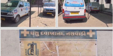 છોટા ઉદેપુર: સરકારી ઉદાસીનતાને કારણે 20 પશુ એમ્બ્યુલન્સ 8 મહિનાથી ધૂળ ખાઈ રહી છે, પશુપાલકો બેહાલ | 2…