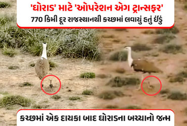 ઐતિહાસિક સિદ્ધિ: કચ્છમાં એક દાયકા બાદ ગુંજશે ‘ઘોરાડ’નો કલરવ, રાજસ્થાનથી ઈંડું લાવી કરાયો સફળ ઉછેર | …