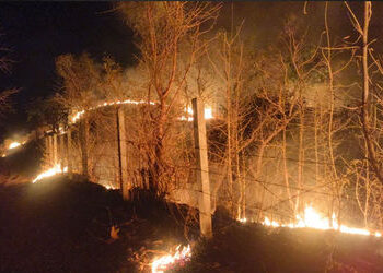 નસવાડીના કુકરદા જંગલમાં મધરાતે ભીષણ આગ: વન વિભાગ અને ગ્રામજનોએ એર ગનથી મેળવ્યો કાબૂ | naswadi kukard…