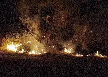 છોટા ઉદેપુર: નસવાડીના જામલી જંગલમાં ભીષણ આગ, વન્યજીવોના જીવ જોખમમાં | Chhota Udepur Forest Fire: Bla…