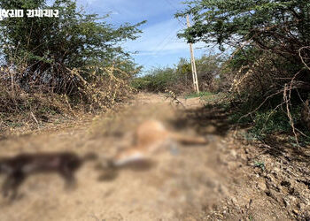 વીજ વિભાગની ઘોર બેદરકારી: થરાદના ખાનપુર ગામે વીજ કરંટથી નીલગાય અને શ્વાનનું મોત, જીવંત તાર જમીન પર પ…